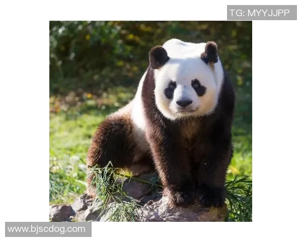 足球星熊猫：一只逆袭成足球界传奇的神奇动物故事